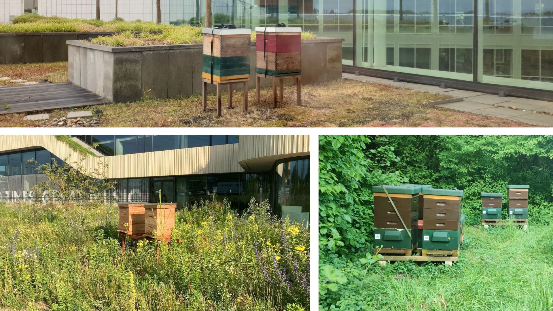 Bijenkasten bij Eneco (boven), DPG Media (links) en Nyenrode Business Universiteit (rechts).