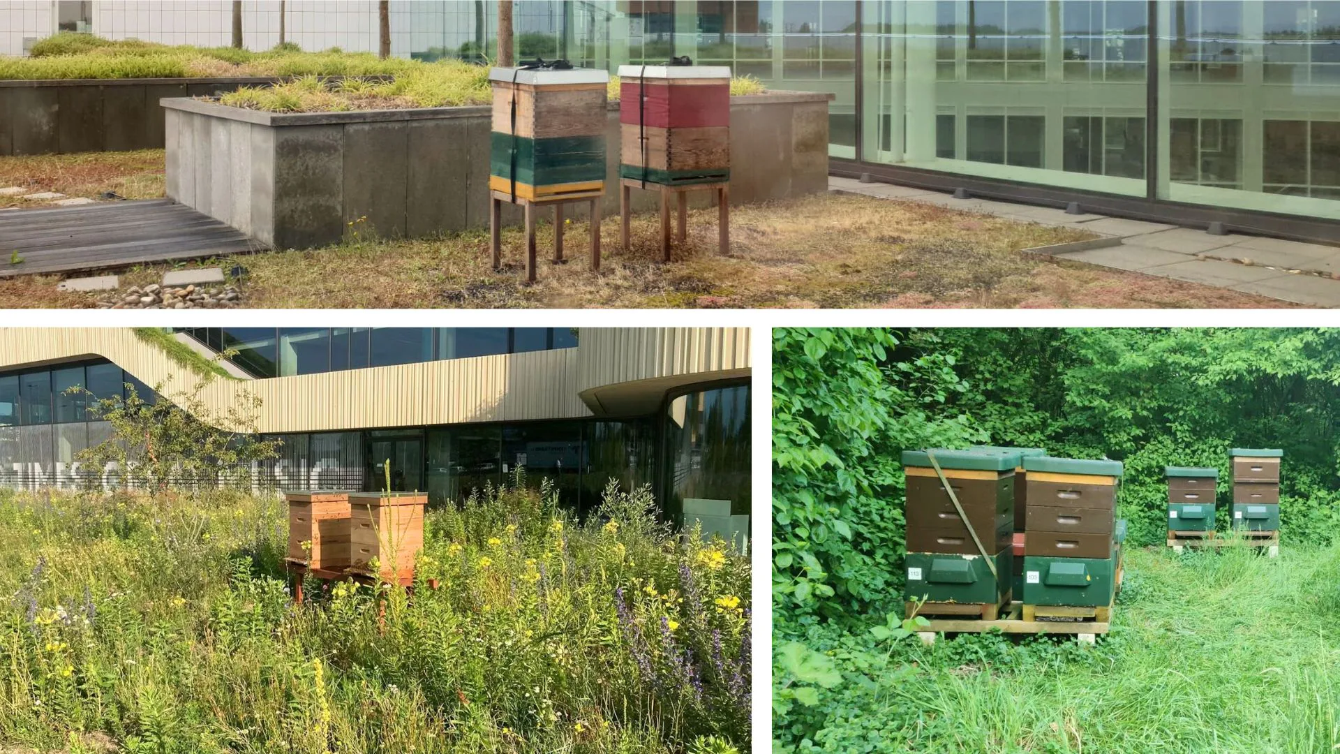 Dit is waarom Eneco, DPG Media en Nyenrode honingbijen houden op kantoor